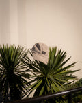 Louis Metric - Farmers Market Freak Embroidered Dad Hat